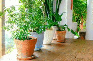 Houseplants: How You Can Get Cleaner Indoor Air