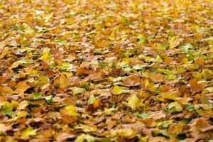 Protect Your HVAC Unit From Fallen Leaves