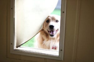 Energy Vampires: Pet Doors and Your HVAC Efficiency