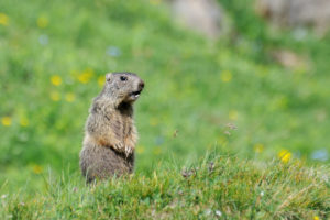 Will Groundhog Day Affect Your Winter Heating?