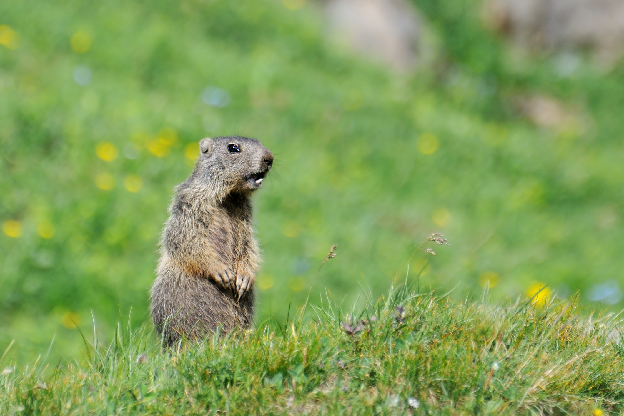 does-groundhog-day-affect-winter-heating