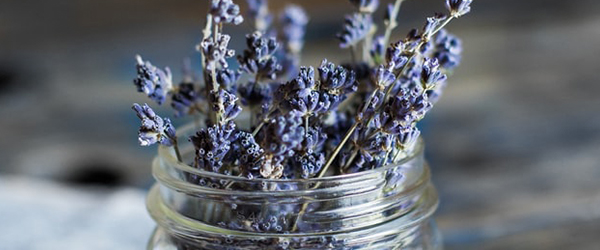 Lavender plant in a mason jar